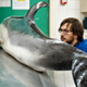 Marine biologist Matt Perkins examines a dead dolphin at CSIP’s lab.
